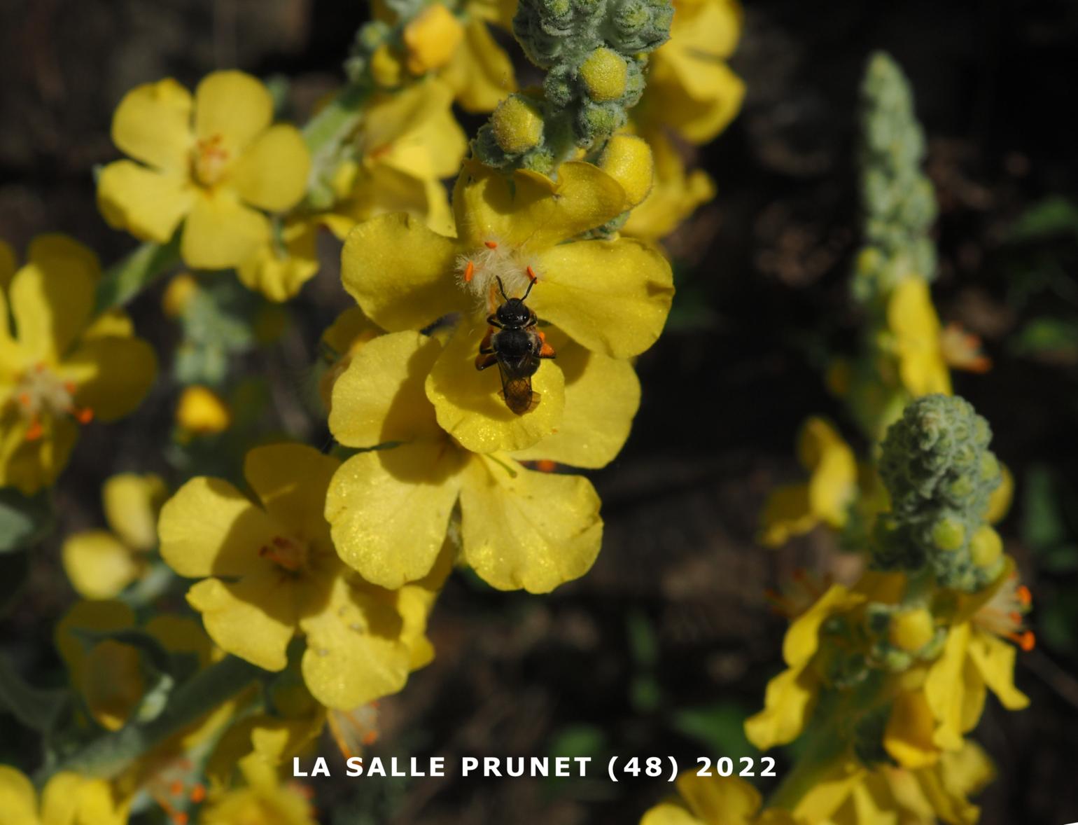 Mullein, Hoary